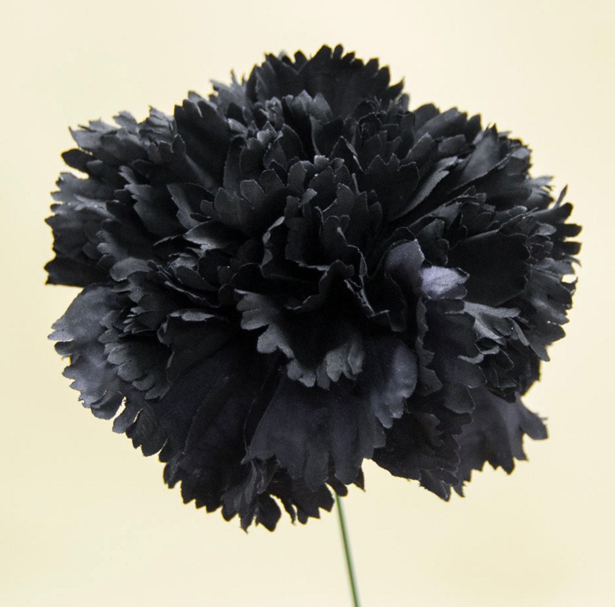 Flor de Flamenca (Clavel) – Disponible en Varios Colores