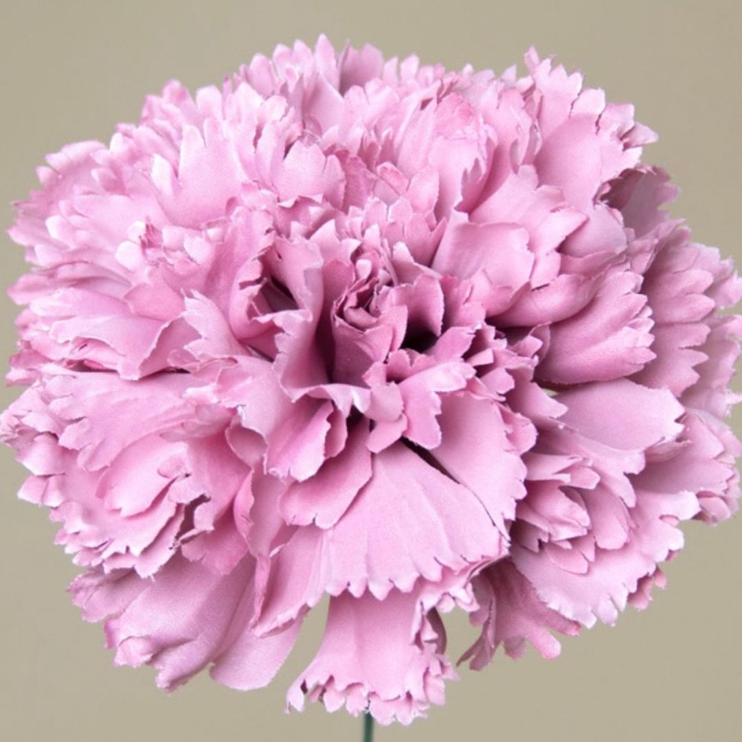 Flor de Flamenca (Clavel) – Disponible en Varios Colores