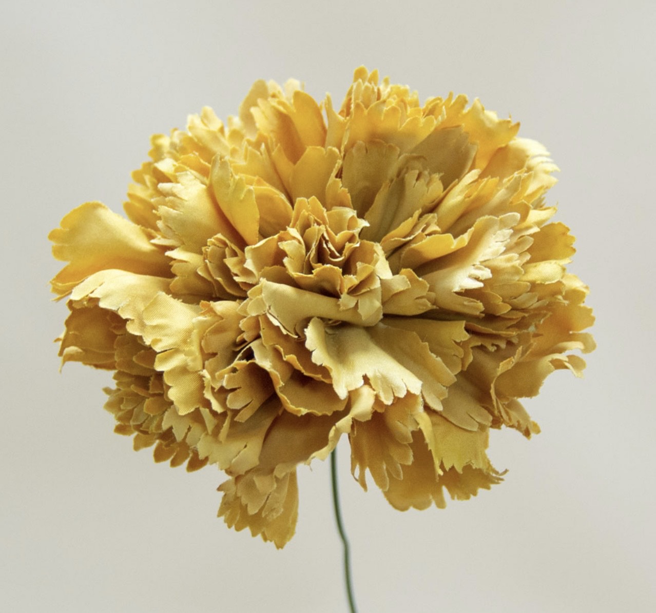 Flor de Flamenca (Clavel) – Disponible en Varios Colores