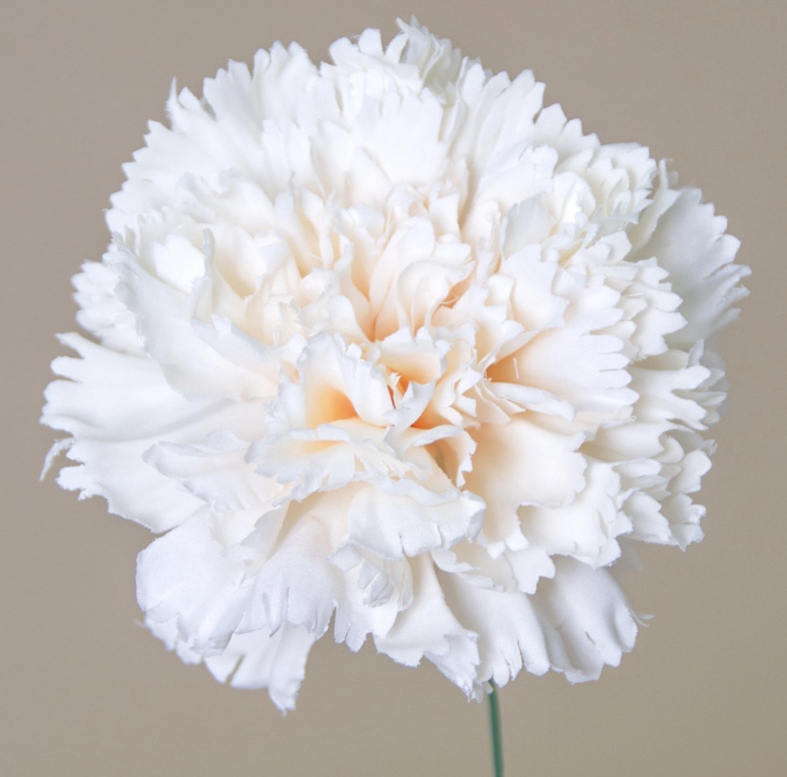 Flor de Flamenca (Clavel) – Disponible en Varios Colores