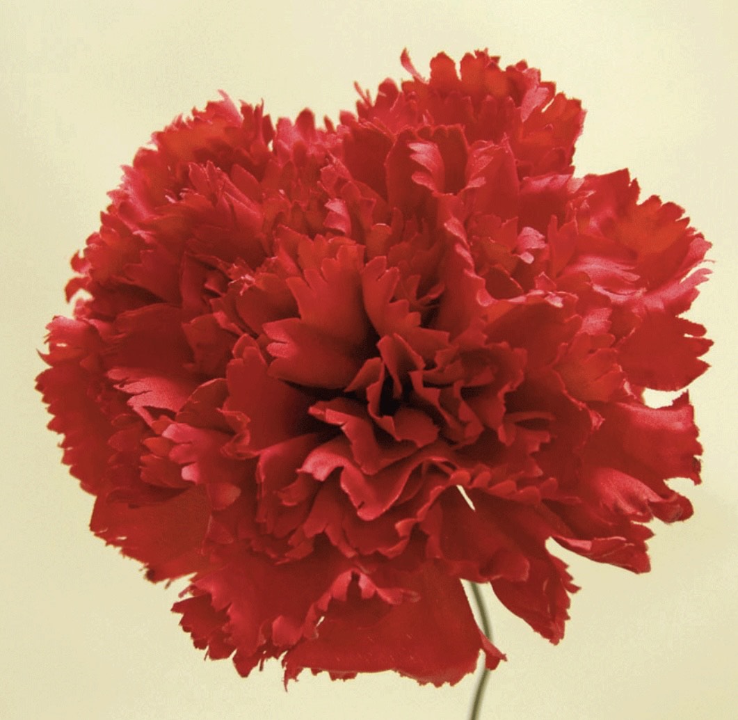 Flor de Flamenca (Clavel) – Disponible en Varios Colores