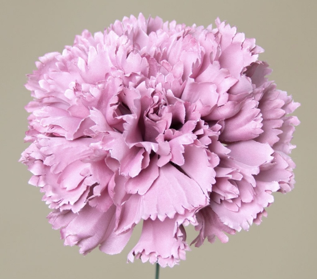 Flor de Flamenca (Clavel) – Disponible en Varios Colores